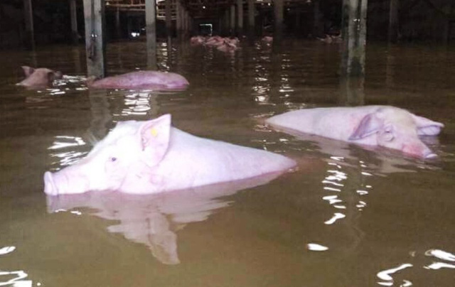 [-]Đau[-]đầu[-]t&igrave;m[-]c&aacute;ch[-]ti&ecirc;u[-]hủy[-]gần[-]6.000[-]con[-]lợn[-]chết[-]trong[-]lũ